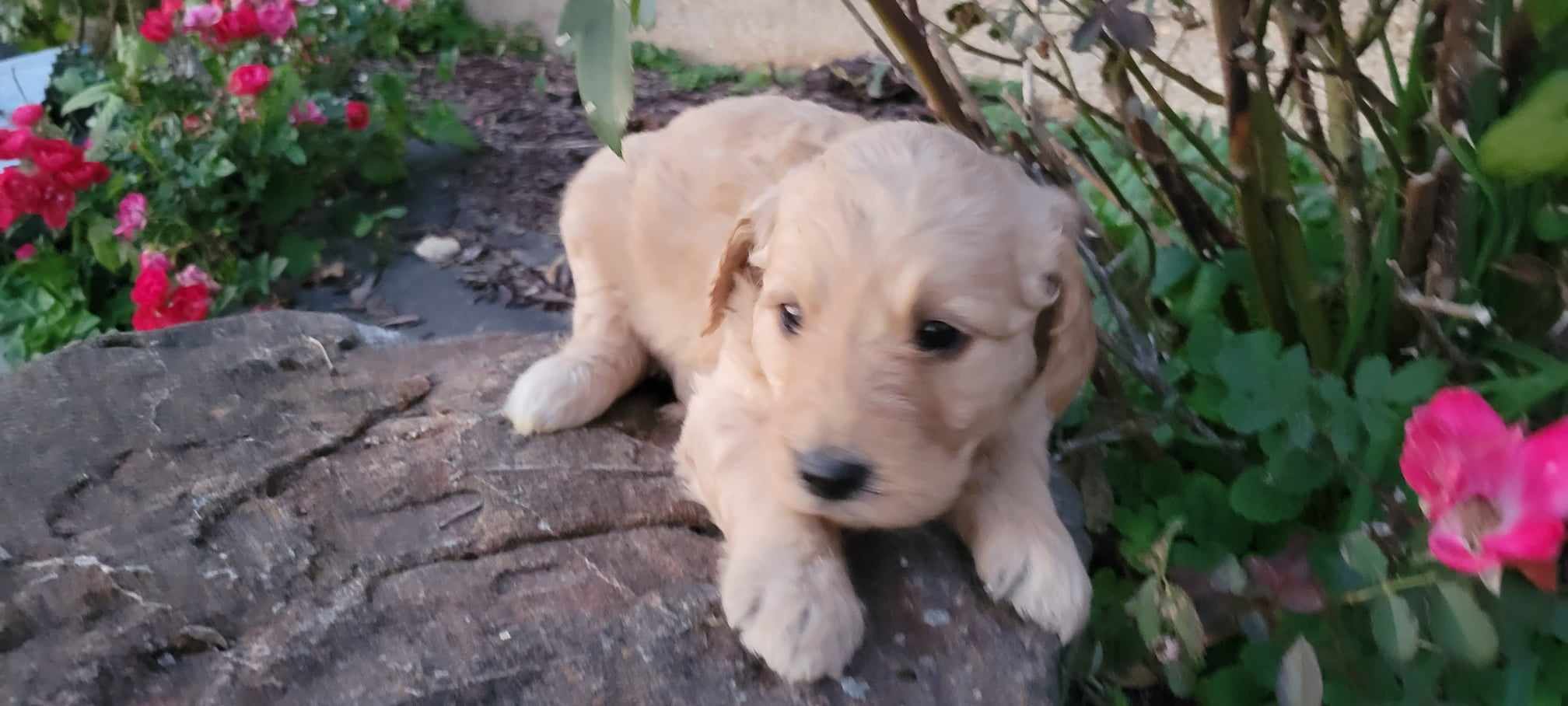 puppy, for, sale, Poodle Standard/Golden Retriever, Lana  Arnall, dog, breeder, Hartville, MO, dog-breeder, puppy-for-sale, forsale, nearby, find, puppyfind, locator, puppylocator, aca